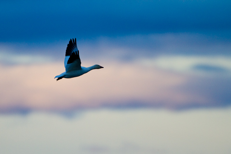 Snow Goose In Flight